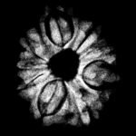 9 Mukhi Rudraksha Nepal - 21.05 Mm X-Ray