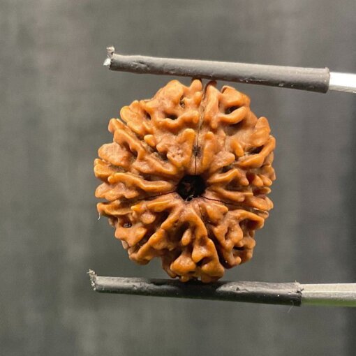 9-Mukhi-Rudraksha-Nepal-9-मुखी-रुद्राक्ष-नेपाल-21.98-mm-With-X-Ray-SP-C.jpg October 26, 2024 176 KB