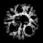 9 Mukhi Rudraksha 17.83 Mm X-Ray