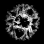 9 Mukhi Rudraksha 19.46 Mm X-Ray