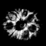 9 Mukhi Rudraksha 22.45 Mm X-Ray