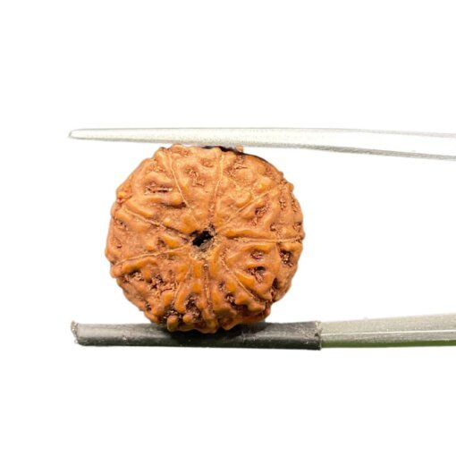 9 mukhi rudraksha indonesian (17.74mm)