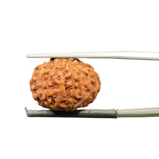 9 mukhi rudraksha indonesian (17.74mm)