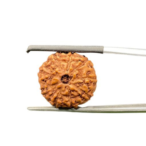 9 Mukhi Rudraksha Indonesian (17.74Mm)