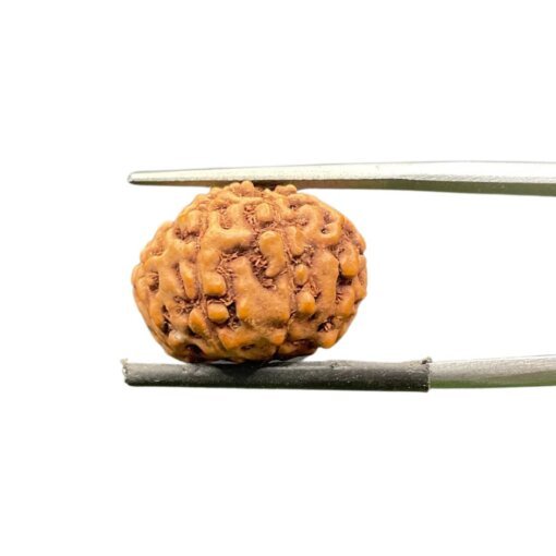 9 mukhi rudraksha indonesian (17.83mm)