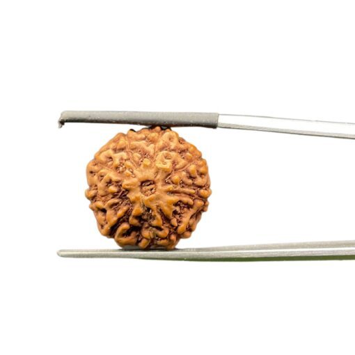 9 Mukhi Rudraksha Indonesian (17.83Mm)