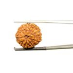 9 mukhi rudraksha indonesian (18.27mm)