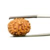 9 Mukhi Rudraksha Indonesian (18.27Mm)