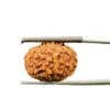 9 Mukhi Rudraksha Indonesian (19.60Mm)