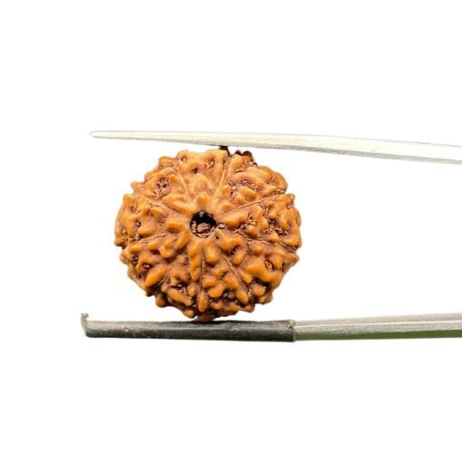 9 Mukhi Rudraksha Indonesian (19.60Mm)