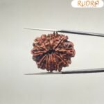 Collector-11-Face-Rudraksha-ग्यारह-मुखी-रुद्राक्ष-28.61MM-BP-C.jpg December 31, 2024 138 KB