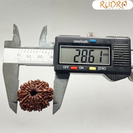 Collector-11-Face-Rudraksha-ग्यारह-मुखी-रुद्राक्ष-28.61MM-OP-C.jpg December 31, 2024 150 KB