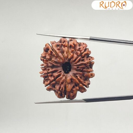 Collector-11-Face-Rudraksha-ग्यारह-मुखी-रुद्राक्ष-28.61MM-SP-C.jpg December 31, 2024 141 KB