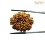 Collector 11 Mukhi Rudraksha Nepal (30.00 mm)
