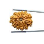 Collector 11 Mukhi Rudraksha Nepal (30.00 mm)