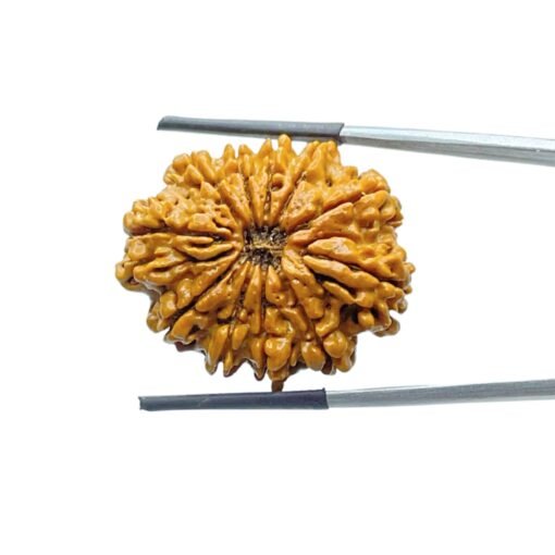 Collector 11 Mukhi Rudraksha Nepal (30.00 Mm)
