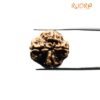 Collector 4 Mukhi Nepal Rudraksha (21.55 Mm)