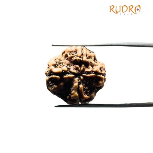 Collector 4 Mukhi Nepal Rudraksha (21.55 mm)