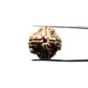 Collector 4 Mukhi Nepal Rudraksha (21.55 Mm)