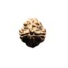 Collector 4 Mukhi Nepal Rudraksha (21.55 Mm)