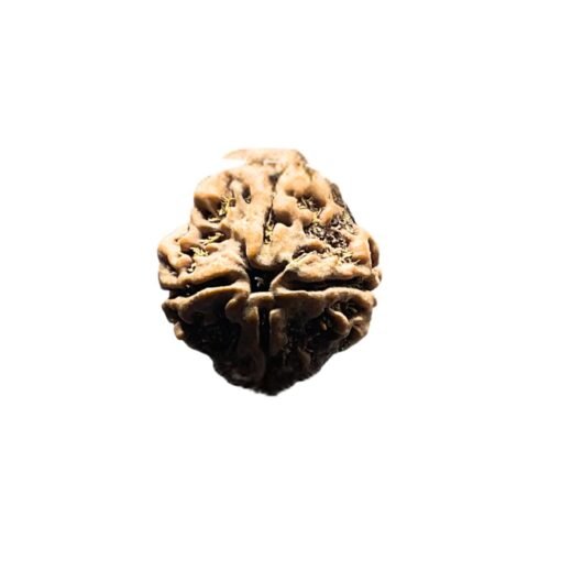 Collector 4 Mukhi Nepal Rudraksha (21.55 mm)