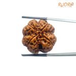 Collector 4 Mukhi Nepal Rudraksha (26.04 mm)