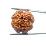 Collector 4 Mukhi Nepal Rudraksha (26.04 mm)