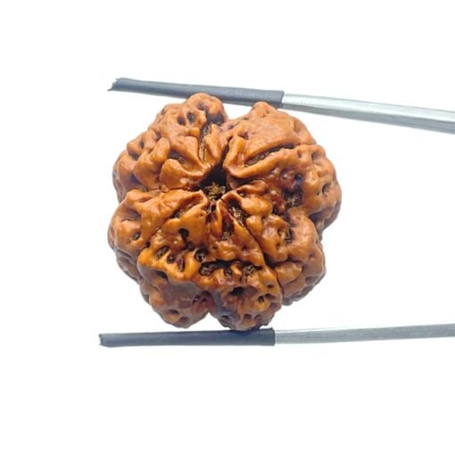 Collector 4 Mukhi Nepal Rudraksha (26.04 Mm)
