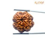 Collector 4 Mukhi Nepal Rudraksha (26.04 Mm)