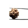 Collector 4 Mukhi Rudraksha Nepal (20.90 Mm)