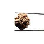 Collector 4 Mukhi Rudraksha Nepal (20.90 mm)