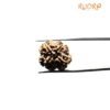 Collector 4 Mukhi Rudraksha Nepal (20.90 Mm)