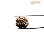 Collector 4 Mukhi Rudraksha Nepal (20.90 Mm)