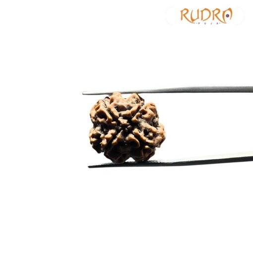 Collector 4 Mukhi Rudraksha Nepal (20.90 mm)