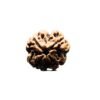 Collector 4 Mukhi Rudraksha Nepal (20.90 Mm)