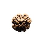 Collector 4 Mukhi Rudraksha Nepal (20.90 mm)