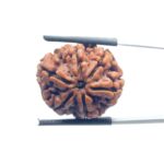 Collector 6 Mukhi Nepal Rudraksha - (23.88 MM)