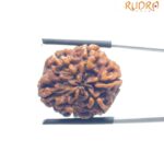Collector 6 Mukhi Nepal Rudraksha - (23.88 MM)