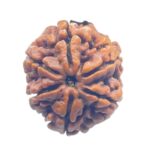 Collector 6 Mukhi Nepal Rudraksha - (23.88 MM)