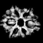 Collector 6 Mukhi Nepal Rudraksha - (23.88 MM)