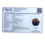 Collector 6 Mukhi Rudraksha Nepal (23.72 MM)