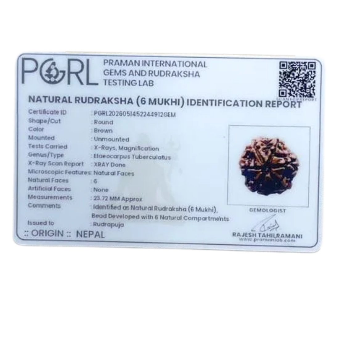 Collector 6 Mukhi Rudraksha Nepal (23.72 MM)