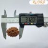 13 Mukhi Nepal Rudraksha Super Collector ( 31.20 Mm )