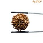 Eight Face Rudraksha Nepal - (19.55 MM)