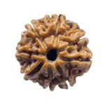 Eight Face Rudraksha Nepal - (19.55 MM)