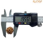 Eight Face Rudraksha Nepal - (19.55 MM)