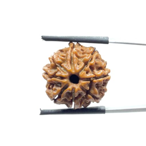 Eight Face Rudraksha Nepal - (19.55 MM)