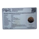 Eight Face Rudraksha Nepal - (19.55 MM)