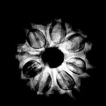 Eight Face Rudraksha Nepal - (19.55 MM) x-ray