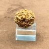 Eight Mukhi Rudraksha Nepal आठ मुखी रुद्राक्ष नेपाल (23.61 Mm) Bp C